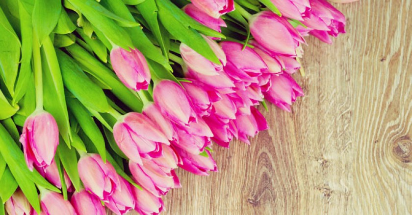 Frühlingsdeko, Tulpen pink,