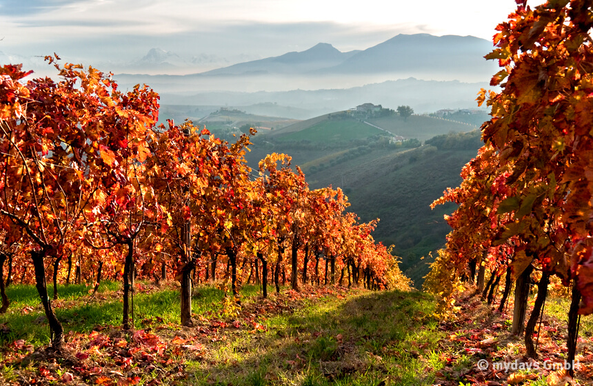 Der Besuch bunt gefärbter Weinberge ist eine tolle Aktivität für den Herbst.