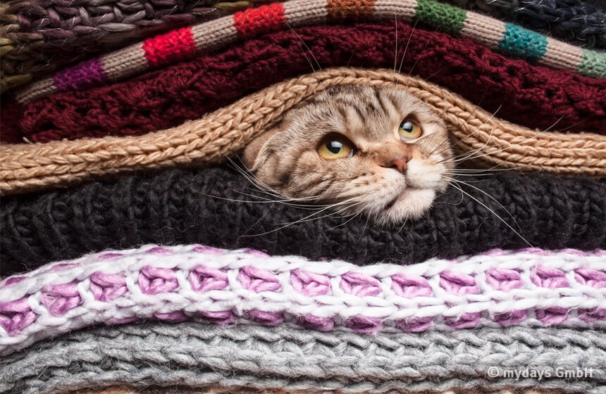 Tipps gegen Kälte mit dem Zwiebeltrick wie die Katze in der Wolle