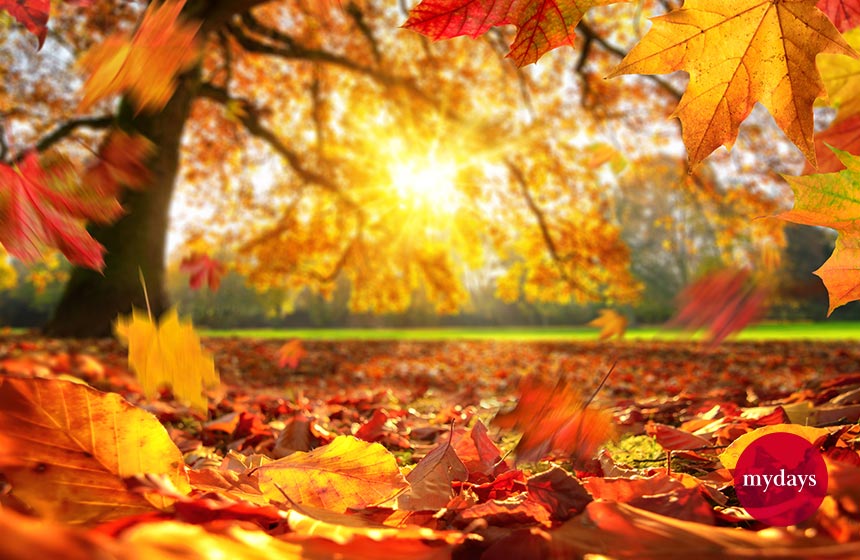 Nahaufnahme von Laub bei Sonnenschein im Indian Summer der Eifel