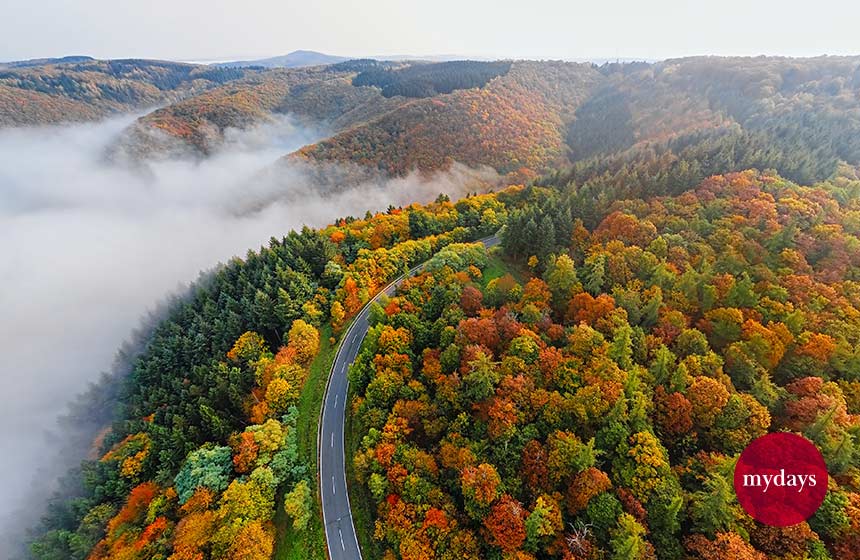 Ein Wald im Herbst mit buntem Laub und Nebel beim Indian Summer der Eifel.