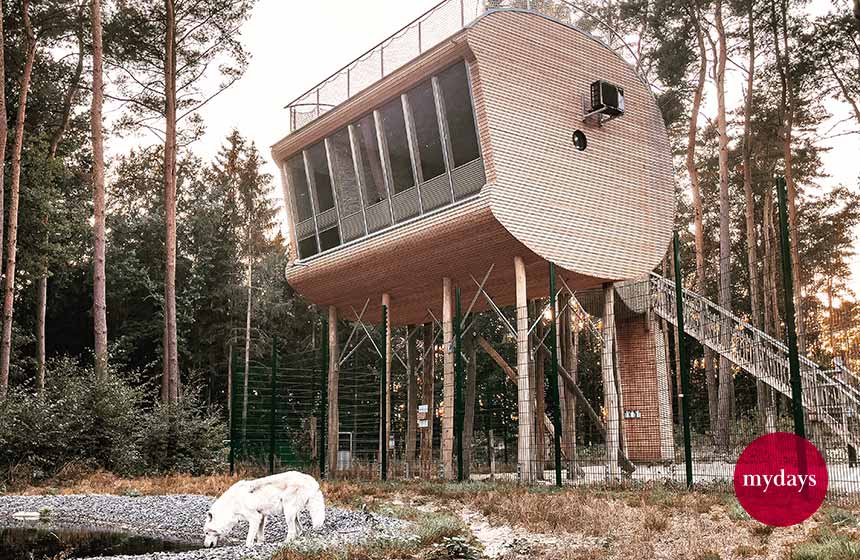 Ein Baumhaus Chalet mit einem Wolf im unteren Bildabschnitt