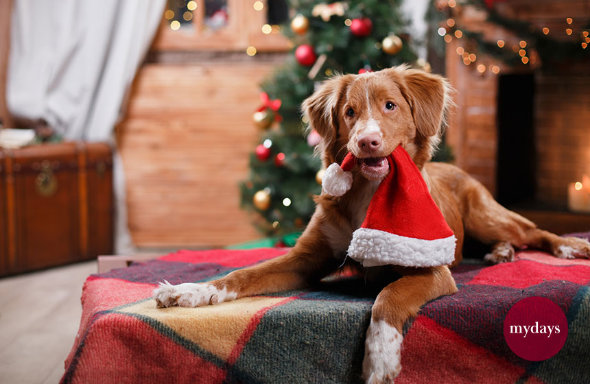 Ein Hund trägt eine Weihnachtsmütze