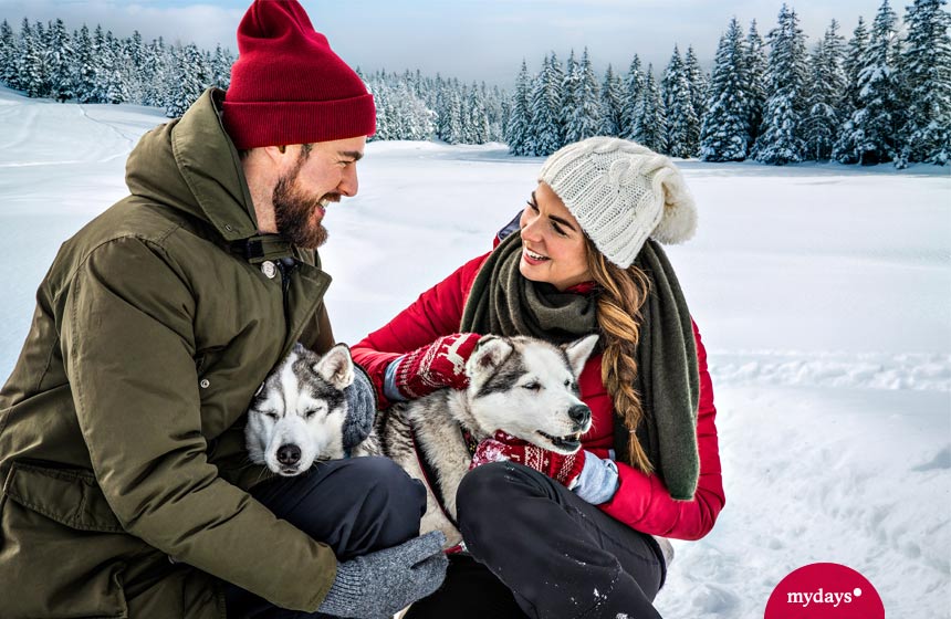 Paar kuschelt mit Huskies in Lappland