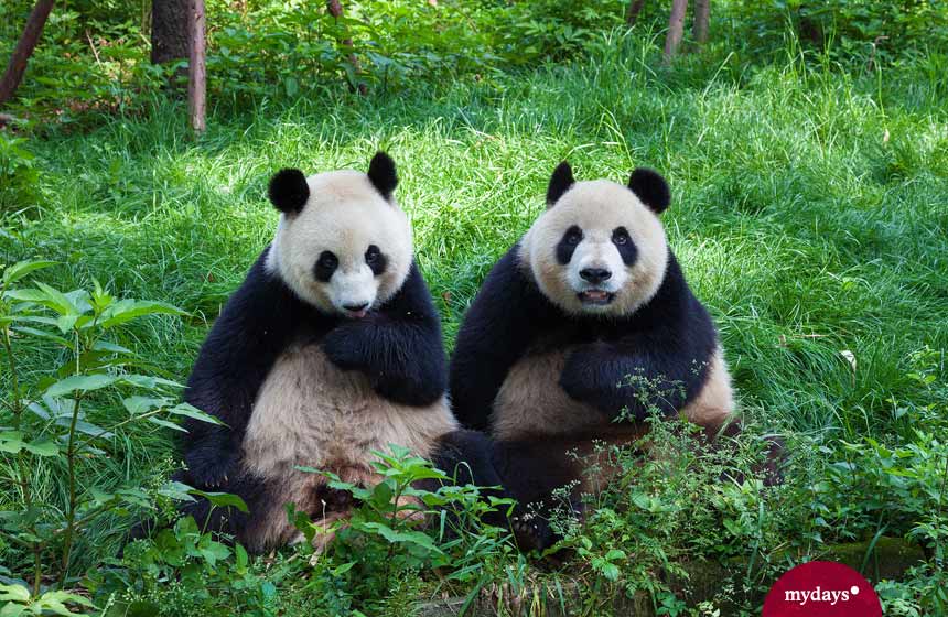 Zwei Pandas auf einer grünen Wiese