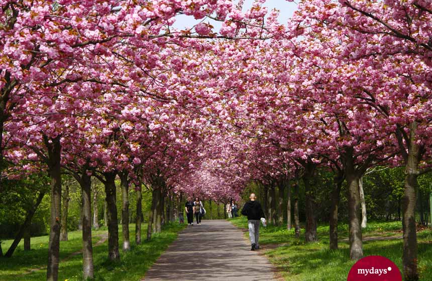 Mit Kirschblüten gesäumter Weg in Berlin
