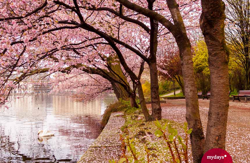 Kirschblütenbäume am Wasser