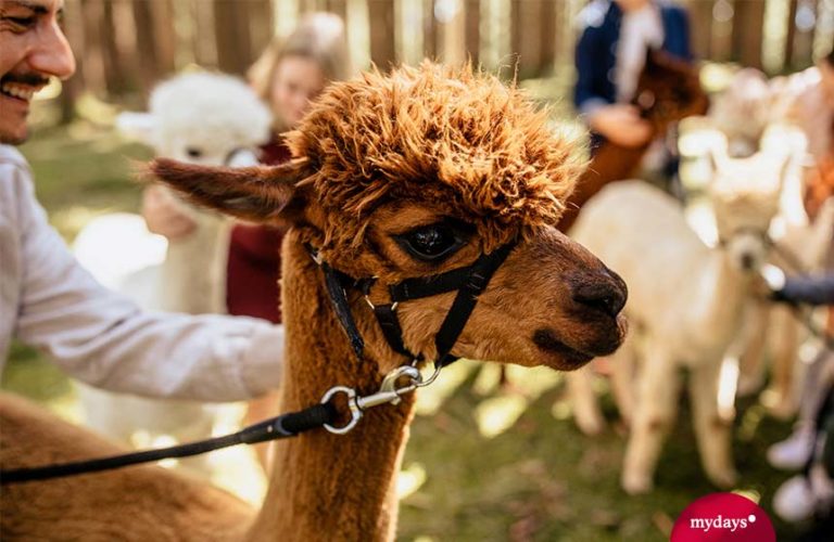 Wo liegt der Unterschied: Lama vs. Alpaka | mydays Magazin