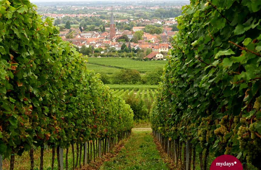 Weinstauden an der Weinstraße in der Pfalz