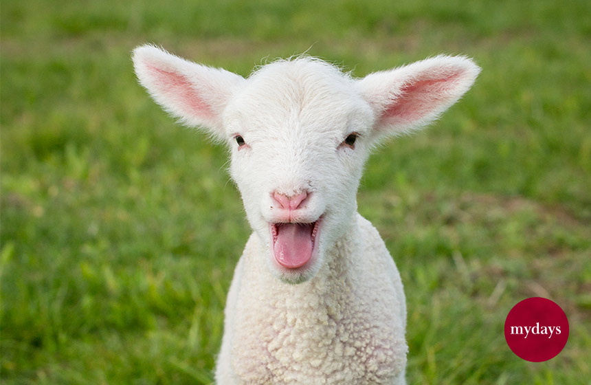 Ein glückliches, süßes und lächelndes Osterlamm guckt in die Kamera.